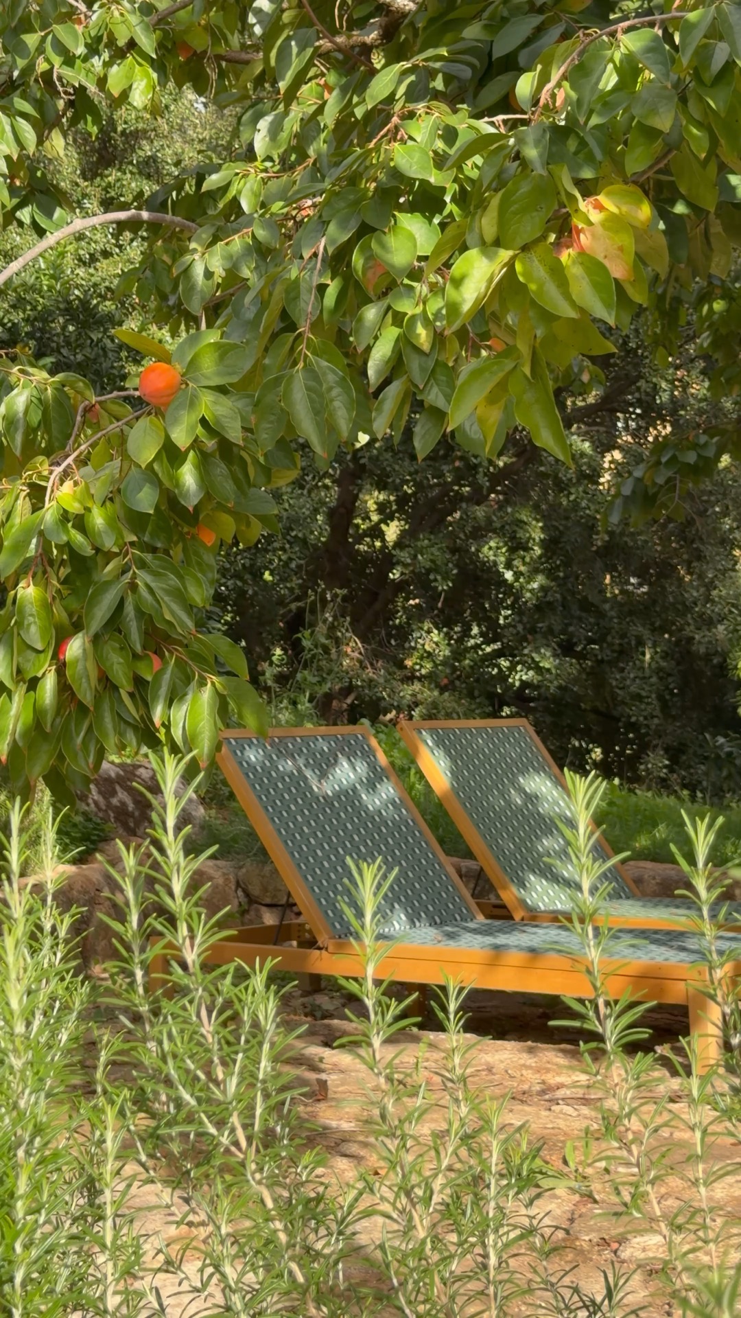 Domaine Saparale, Sartène, Corse